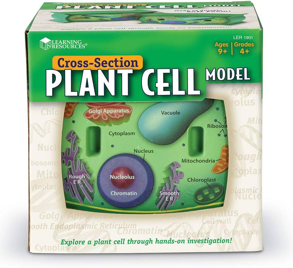 Cross Section Plant Cell Model